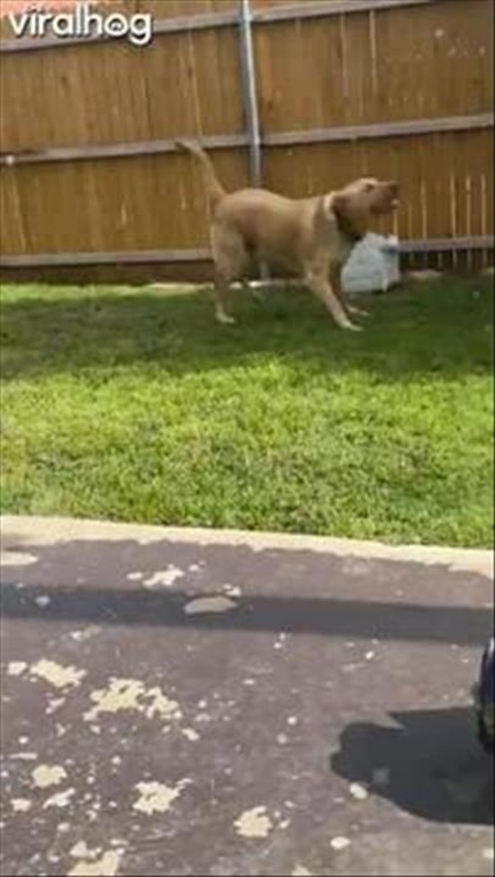 Little Girl and Dog Play With Bubble Machine