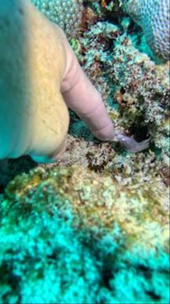 Diver Finds the Cutest Baby Moray Eel