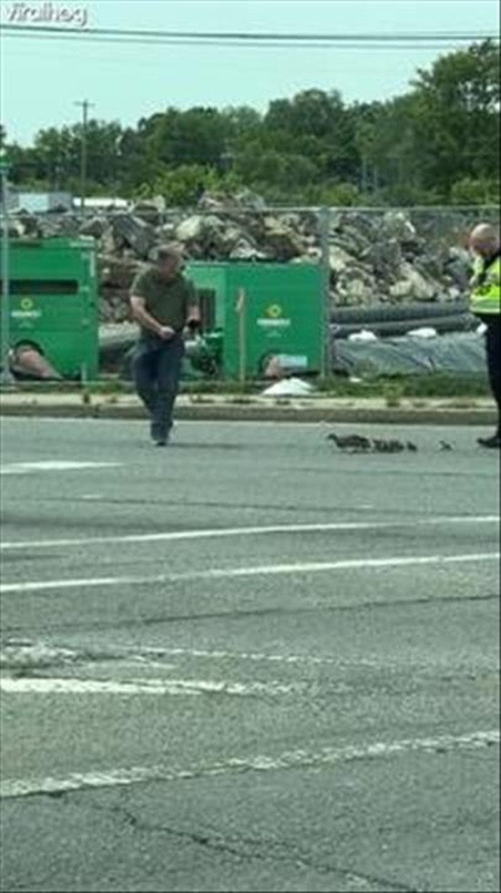 Police Escort Mama Duck and Babies Across Road