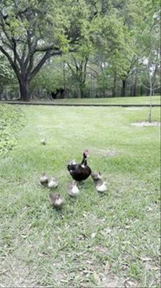 Mama Duck and Ducklings Visit Family at Hermann Park in Houston