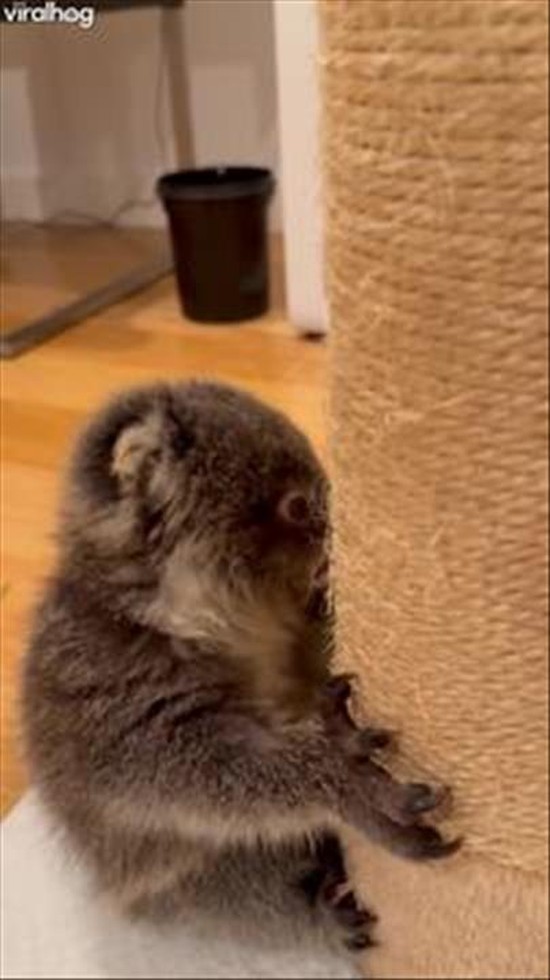 Koala Joey Louise Does Midnight Zoomies