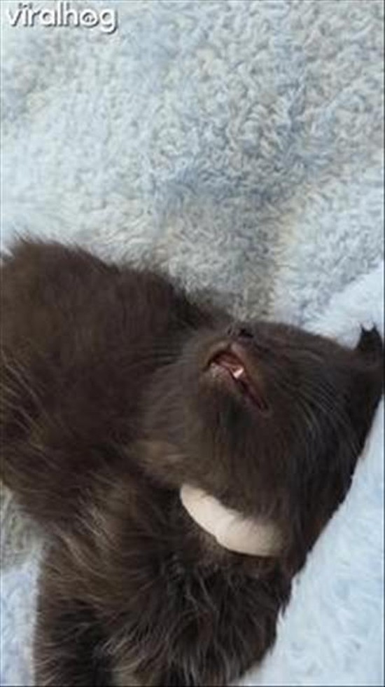 Kitten Falls Asleep Mid-Convo