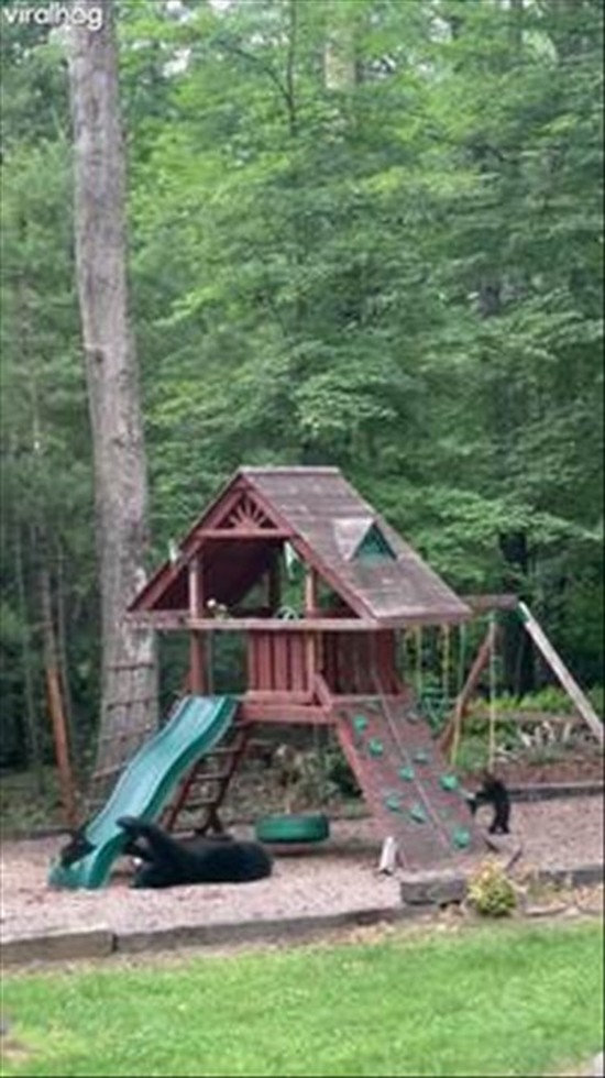 Bear Family Enjoys Playground