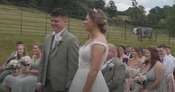 Cow Steals the Show with Hilarious Objection to Marriage