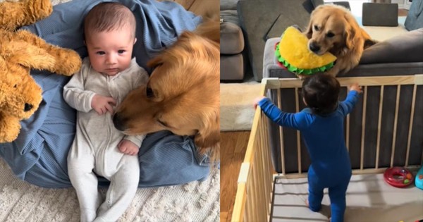 Golden Retriever Melts Hearts with Sweet and Heartwarming Act of Love