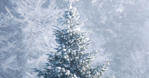 christmas tree in the snow