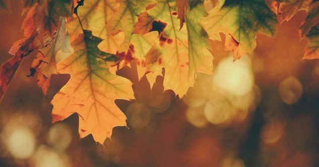 9. Father, Thank You for Your Creation.