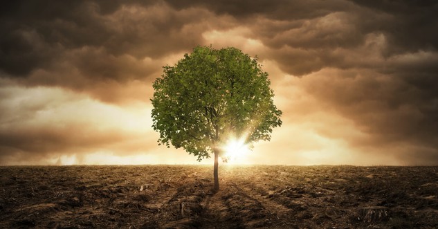 single tree at peace in end times barren landscape sun bursting through
