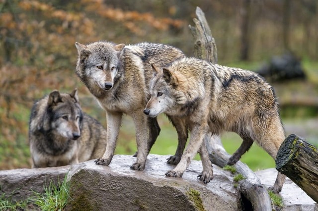 Bible Verses about Wolves 