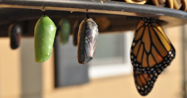 Butterflies in cocoons