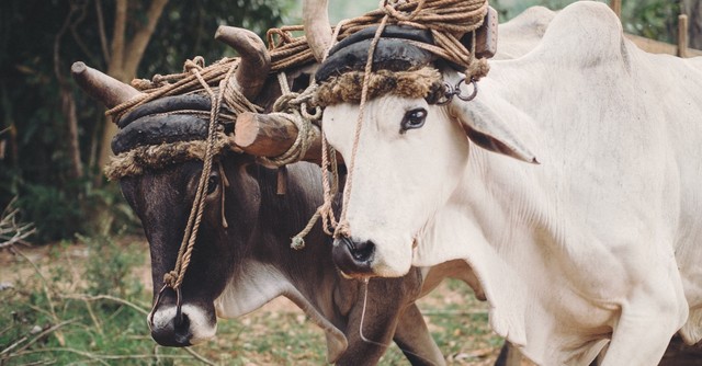 What Does 'Kick against the Goads' Mean in the Bible?
