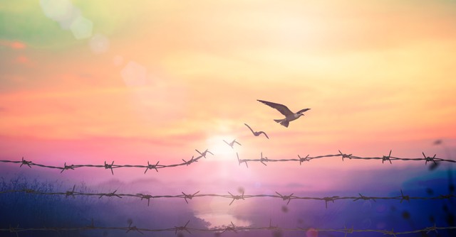 freedom redemption from a reprobate mind birds breaking through barbed wire