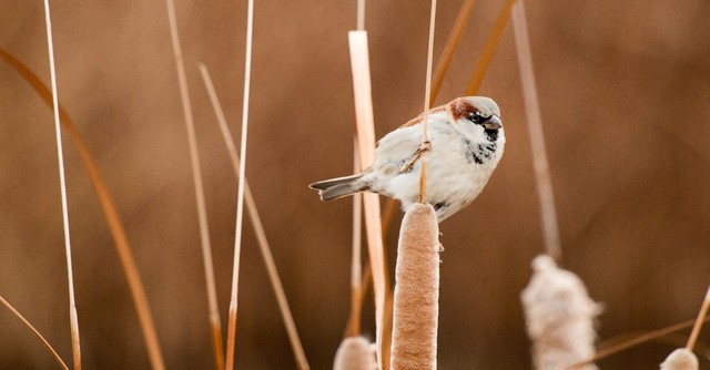 sparrow perched on a reed
