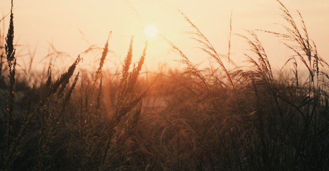 sunrise over grassy wheat field, prayer for new purpose new day