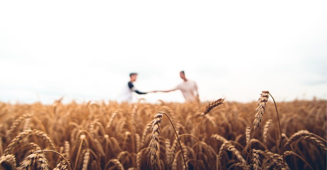 Two men in a wheat field, reaching across to shake hands