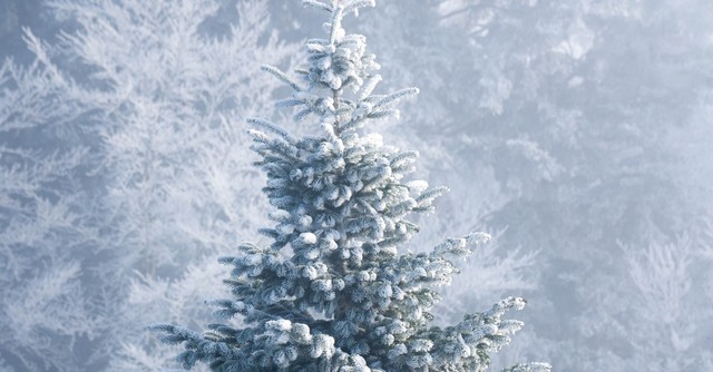 christmas tree in the snow; origin of christmas