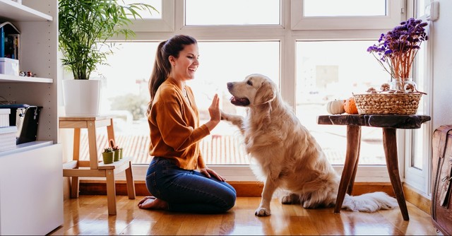Bible Verses About Animals