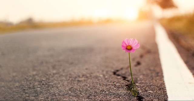 Purple flower growing in the road