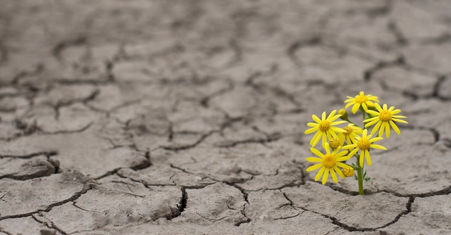 flower blooming in the desert