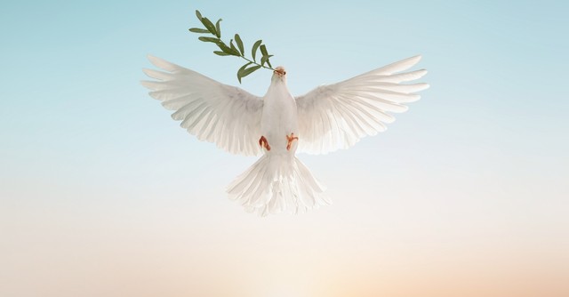 Dove with a branch