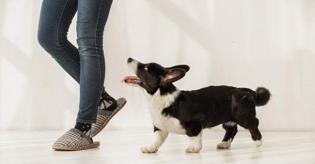 Dog following at his owner's feet