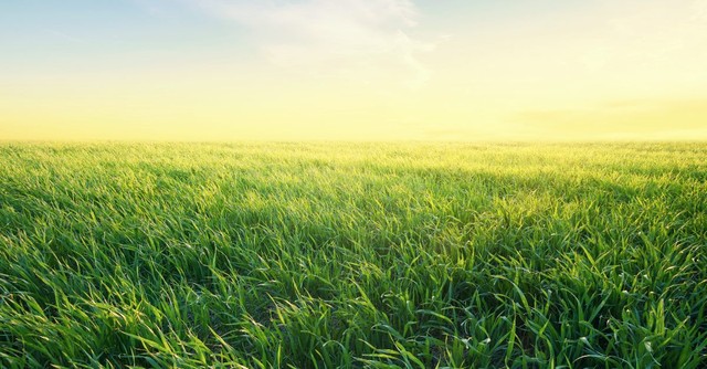 Green field