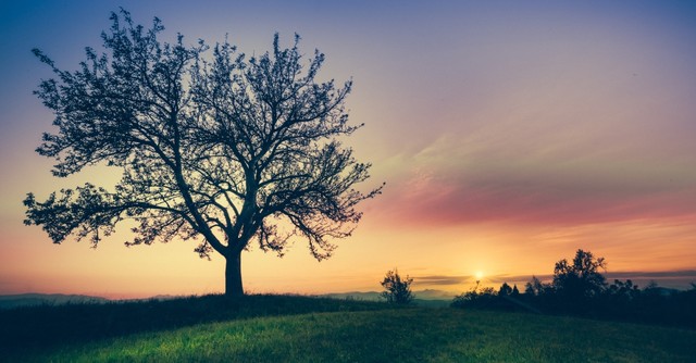 Beautiful tree at sunrise