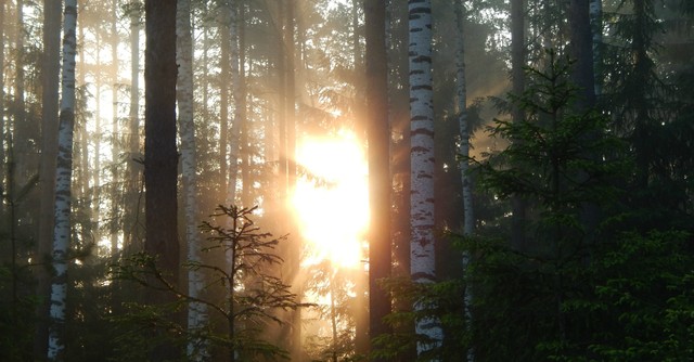 Burst of sunlight through the trees