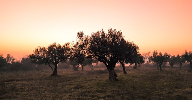 Olive trees at sunset