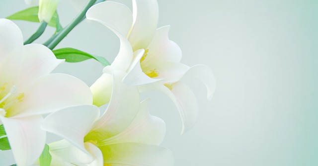 white flowers to represent purity