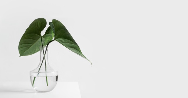 Green plan in a glass jar, purity one of the seven pillars of wisdom