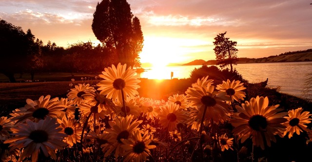 Sunset over a field of flowers