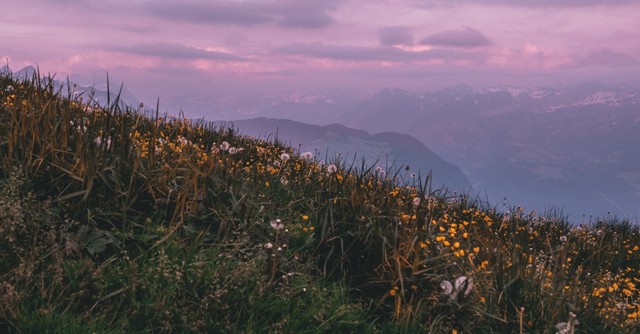 Meadow atop a mountain