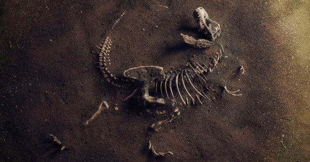 Dinosaur bones half-buried in the dirt