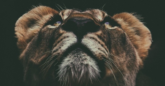 Lioness looking up