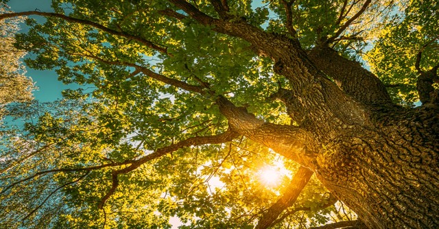Sun Shining Through Oak Tree Branches in Summer