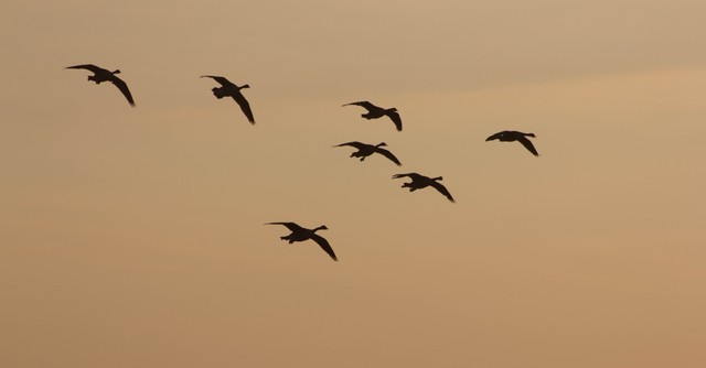 Group of geese flying in a V