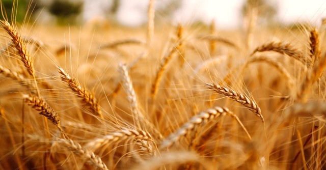 Wheat, what does passover celebrate