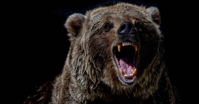 Roaring bear