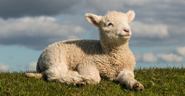 A lamb lying down in a pasture