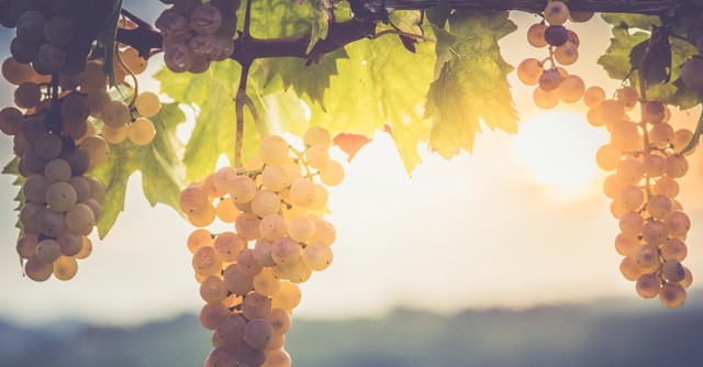 Grapes on a vine