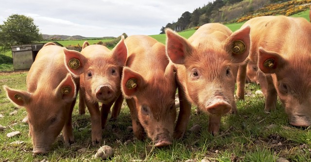 A group of pigs standing in a line