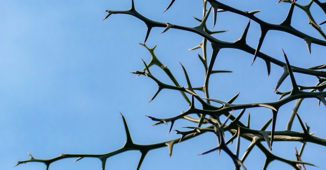 Thick thorn bush against a blue sky