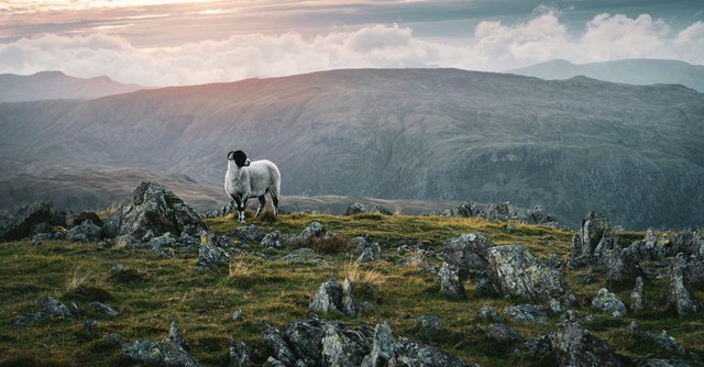 Sheep on a rocky mountain