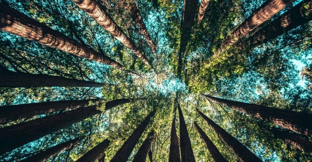Bible Verses about Trees