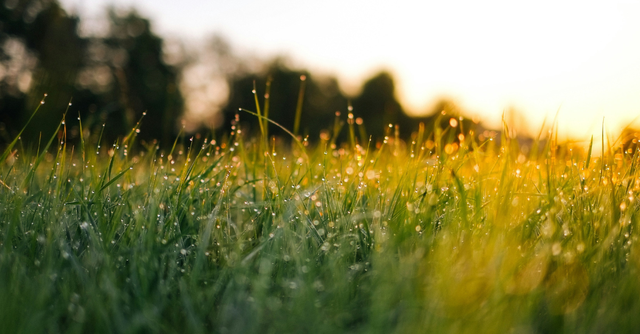Sunlight shines across dew-covered grass at sunrise, symbolizing God's fresh mercies, hope, and new beginnings in creation.