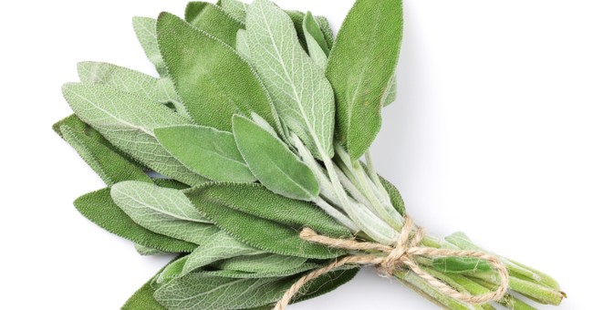 fresh garden herb sage bundle