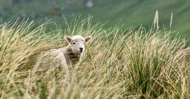lost little sheep in tall grass Parable of the Lost Sheep