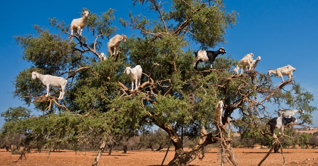 herd of goats in tree - why is satan a goat