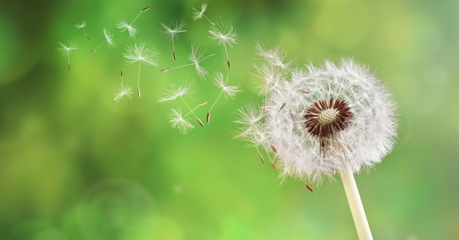 dandelion losing seeds to wind to symbolize members leaving church